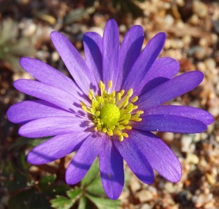 Anemone blanda 